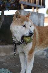 だれか呼んだ？