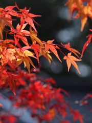 毘沙門堂の紅葉