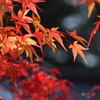 毘沙門堂の紅葉