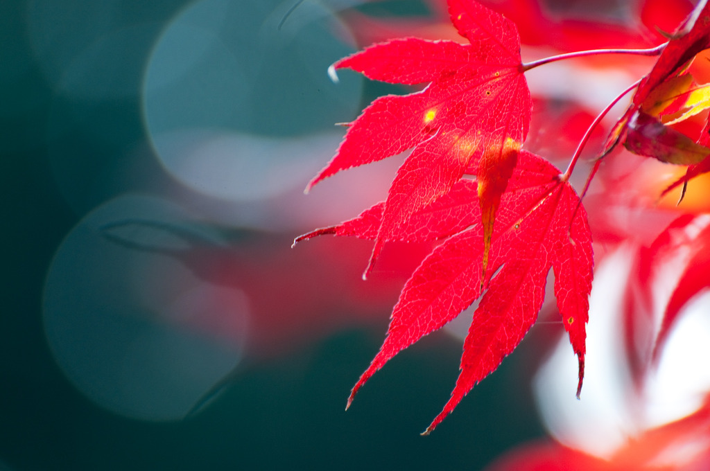 深紅
