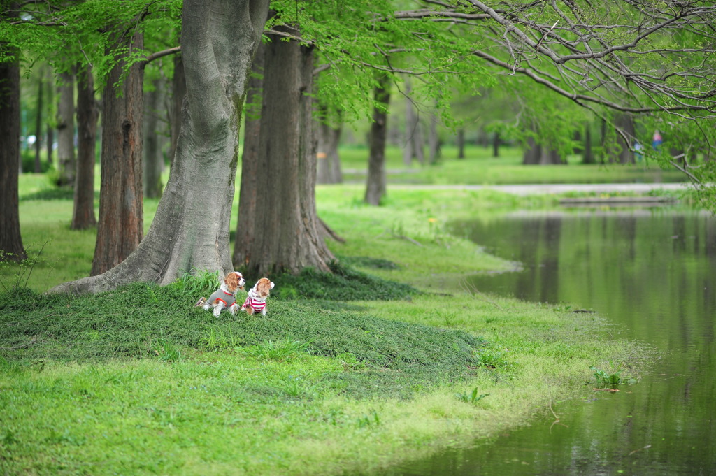 Dog in forest