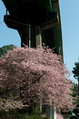 高架下の河津桜