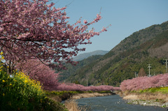 河津川桜並木