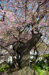 河津桜原木