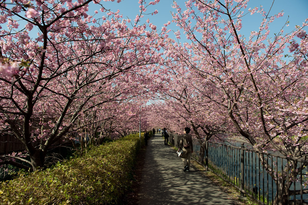 河津桜　花のトンネル