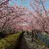 河津桜　花のトンネル