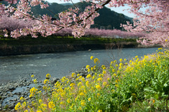 河津川桜並木