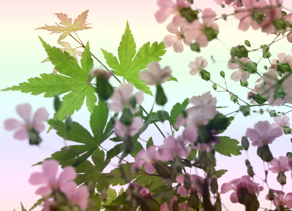 イマジネーション・彩