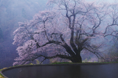 雨曇る駒つなぎの桜