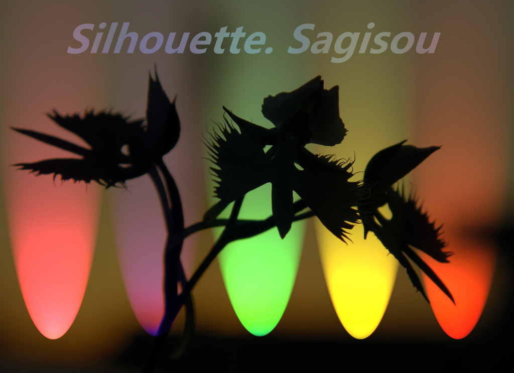 Silhouette.Sagisou