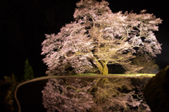 水鏡の桜