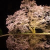 水鏡の桜