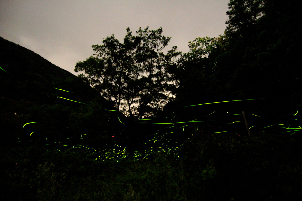 ホタル公園2009.6.24（山梨　下部温泉）3