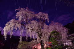 降る星に　打たれて枝垂れる　桜かな