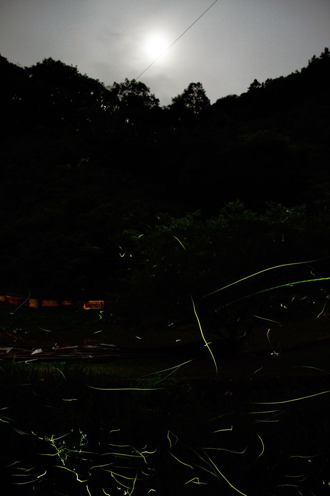 蛍の郷-1