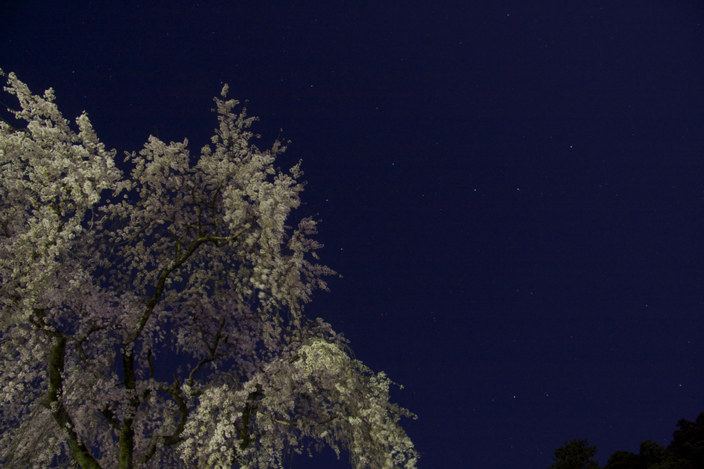 しだれ桜と北斗七星　３