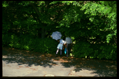 White Parasol