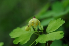 サンインシロガネソウ