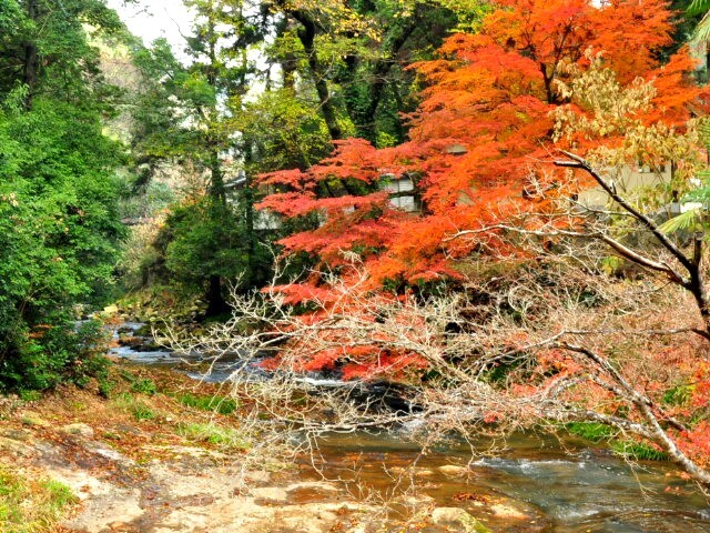 仏通寺の紅葉