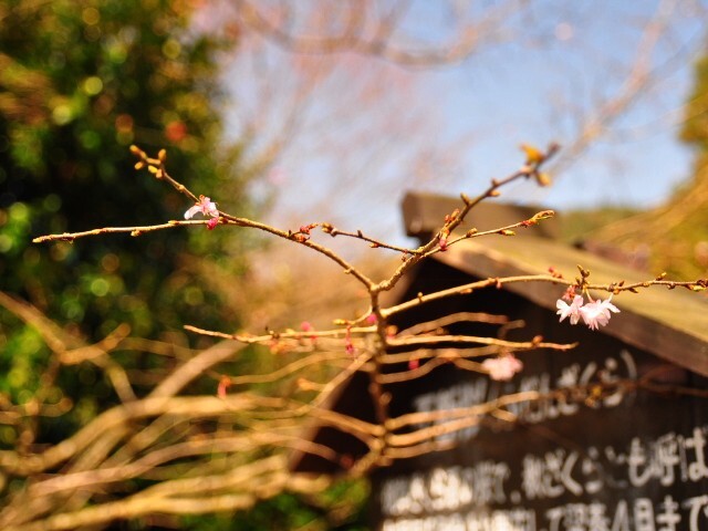 うめ