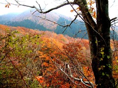 大山の紅葉