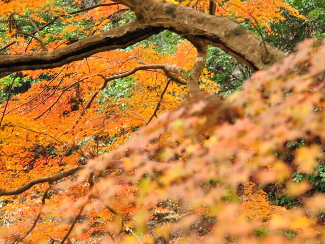 仏通寺の紅葉