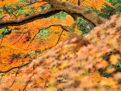仏通寺の紅葉