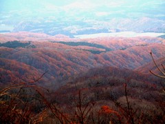 大山紅葉