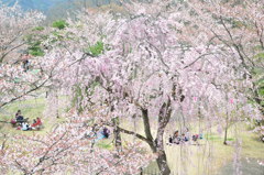 しだれ桜
