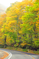 大山紅葉