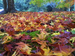 紅葉の絨毯