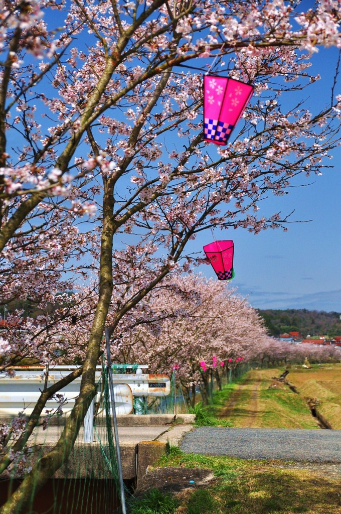 桜（三次）