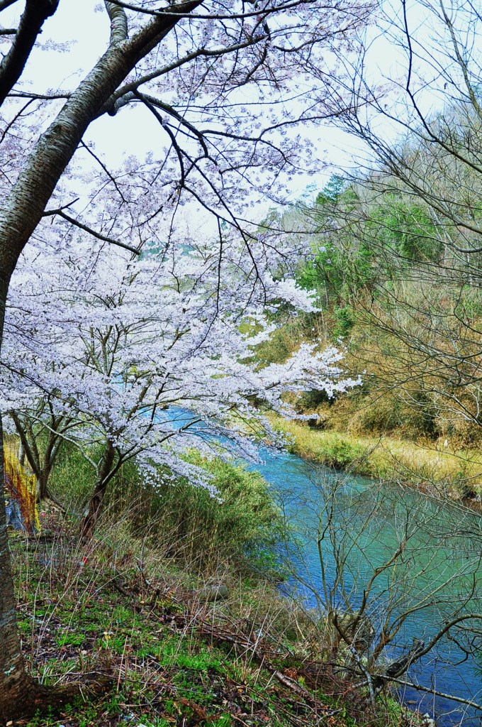 桜（三次）