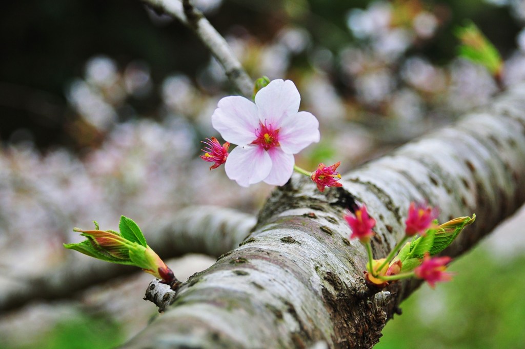 桜（断魚渓）