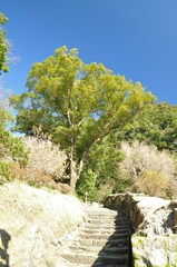 磯庭園 