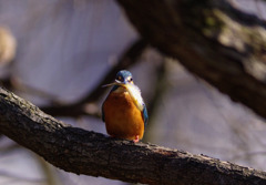 カワセミ10022107