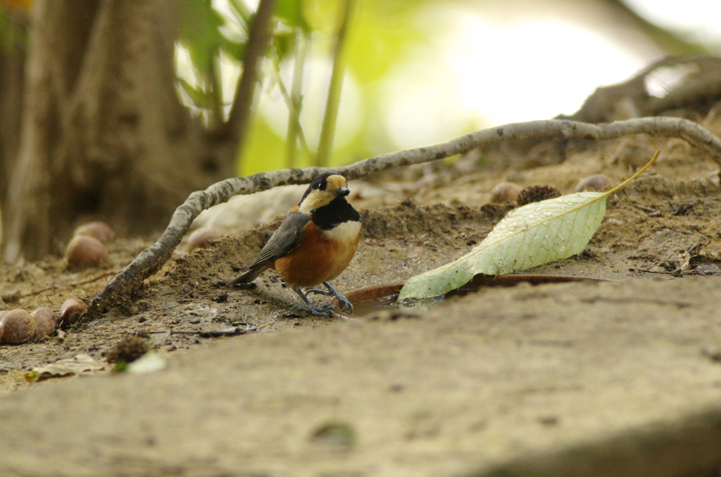 ＩＳＯ３２００