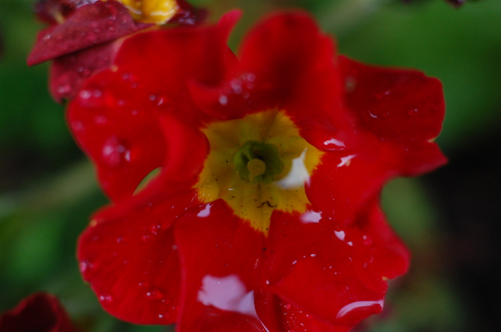 庭の花
