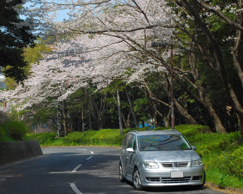 桜