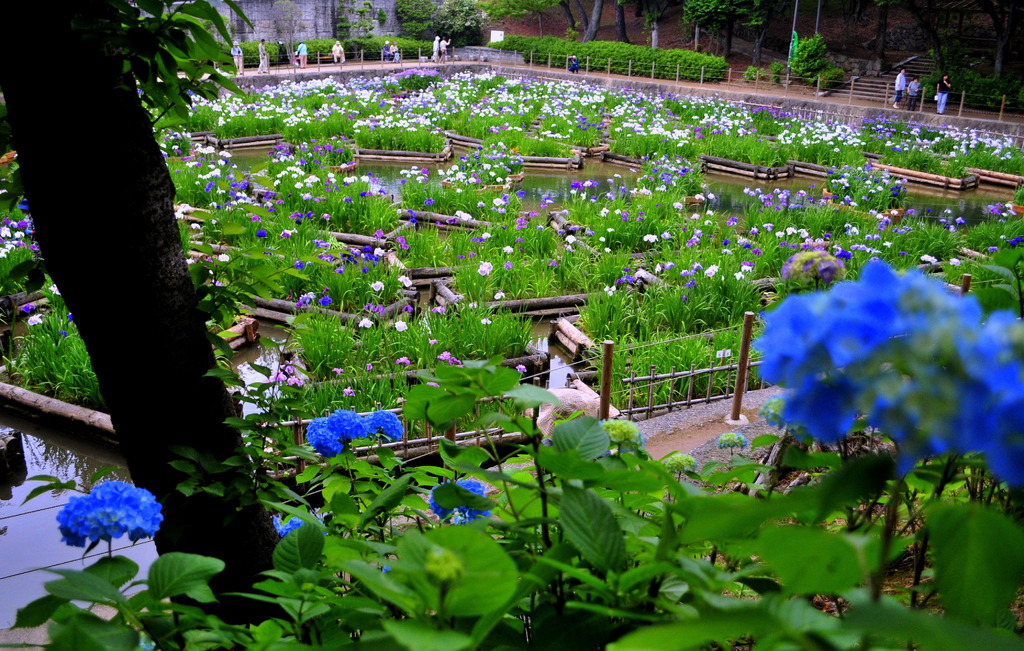 あじさい越しに。。。