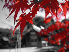 紅葉