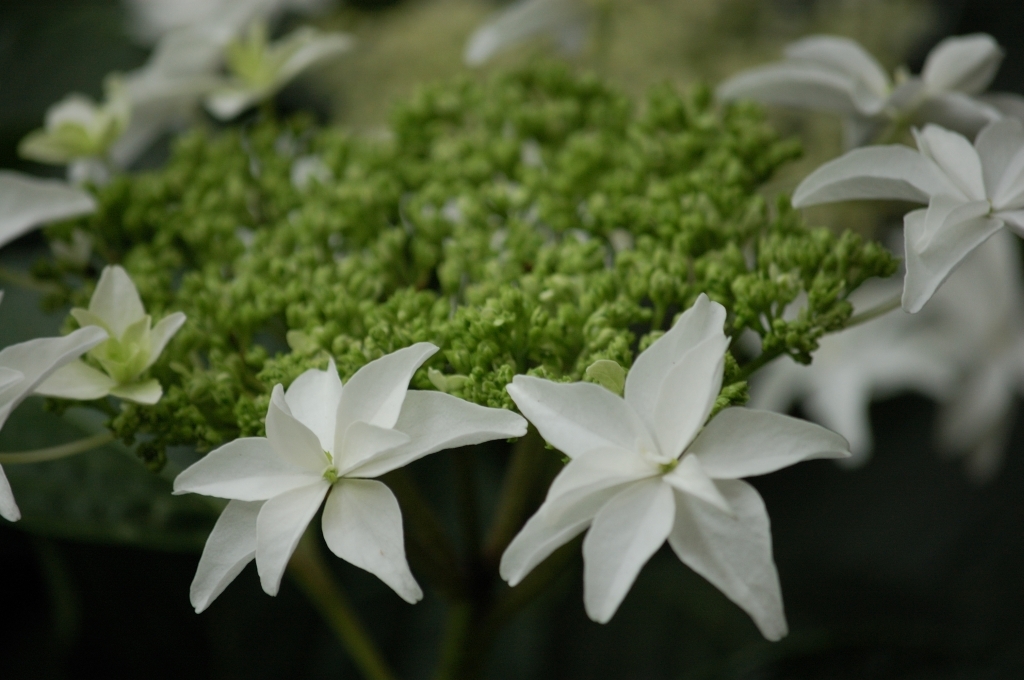 雨と紫陽花