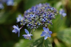 紫陽花「伊豆の花」