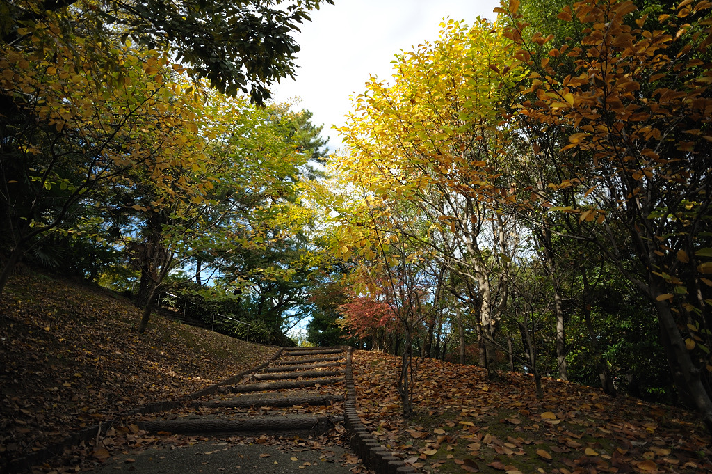 秋の散歩道