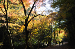 紅葉の山道