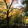 紅葉の山道