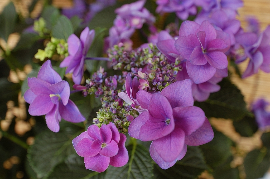 紫陽花「ミミ」
