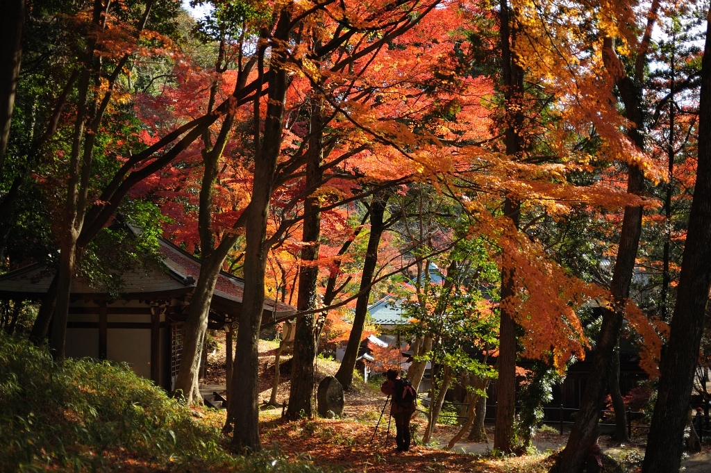 紅葉を撮る人