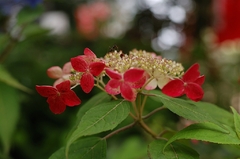 紫陽花「紅」