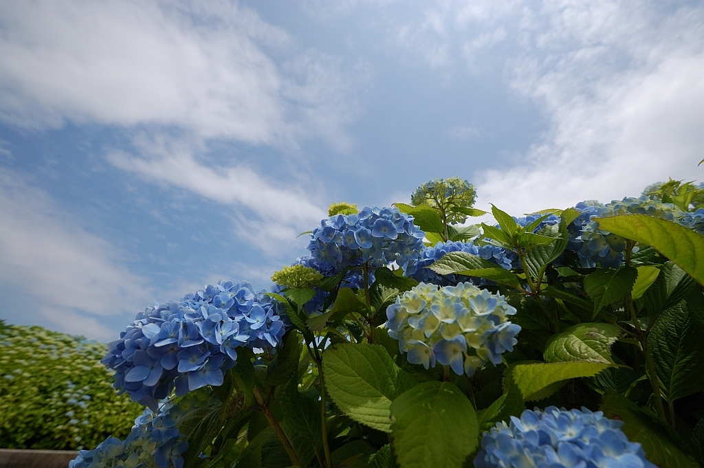 青空と青い紫陽花